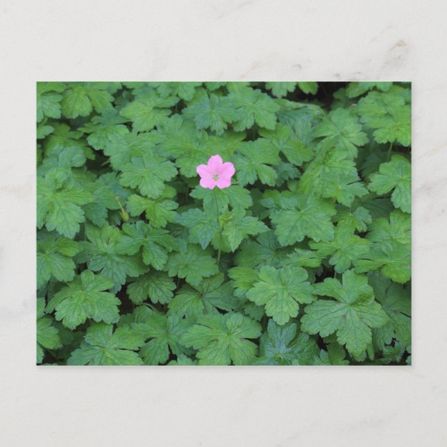 Lone Geranium Postcard (Front)