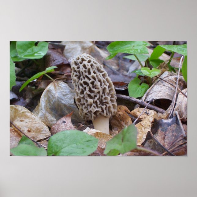 Lone Gray Morel Mushroom Poster (Front)