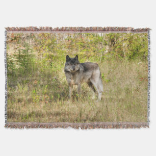 Lone Grey Wolf in the Wilderness Throw Blanket