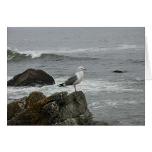 Lone gull