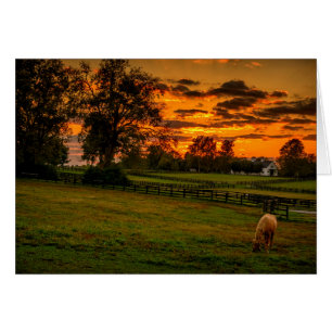 Lone horse at sunset
