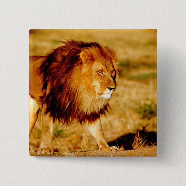 Lone Lion 2 Inch Square Button (Front)