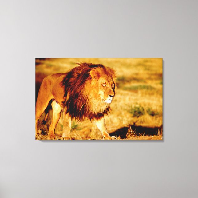 Lone Lion Canvas Print (Front)