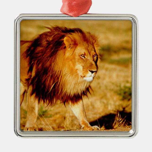 Lone Lion Metal Ornament (Front)