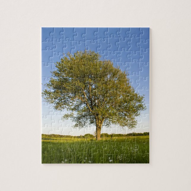Lone maple tree in hay field at Raymond Farm, Jigsaw Puzzle (Vertical)