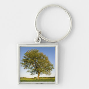 Lone maple tree in hay field at Raymond Farm, Keychain