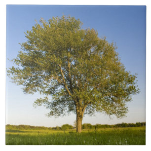 Lone maple tree in hay field at Raymond Farm, Tile