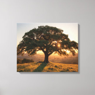 Lone Oak Hill Country Poster - Texas Landscape Canvas Print