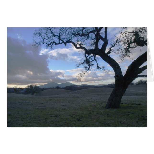 Lone Oak overlooking Mt. Diablo in Winter (Front Horizontal)