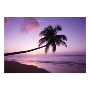 Lone palm tree at sunset, Coconut Grove beach 2 Photo Print