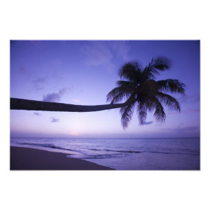 Lone palm tree at sunset, Coconut Grove beach 3 Photo Print