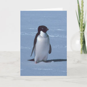 Lone Penguin in snow Thank You Card