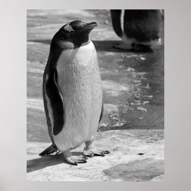 "Lone Penguin" Poster (Front)