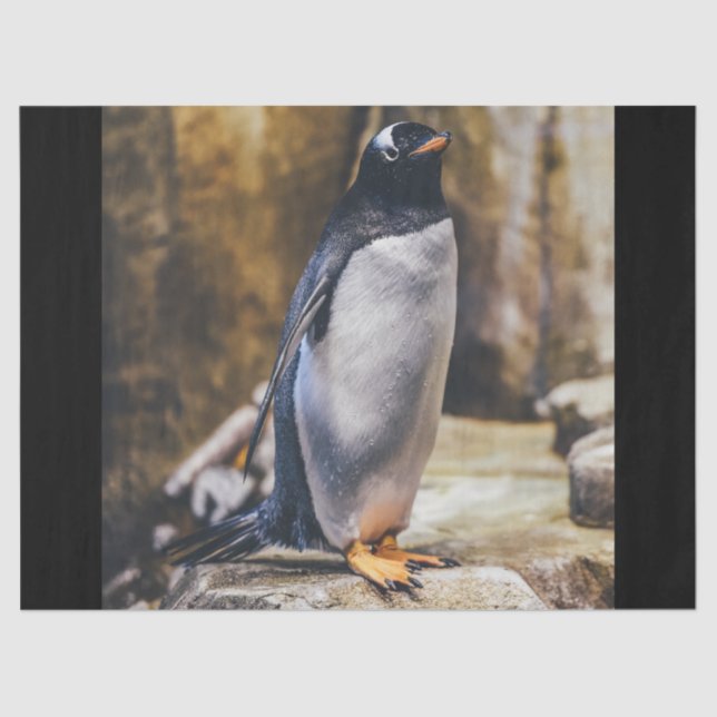 lone penguin tissue paper (Front)