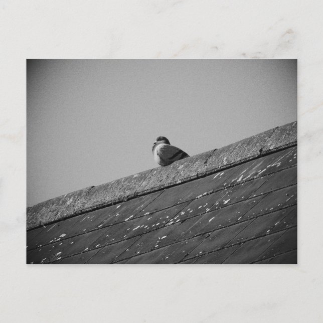 Lone Pigeon on a Roof Postcard (Front)