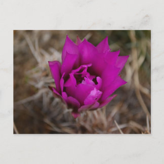 Lone Purple Cactus Flower New Mexico Greeting Card