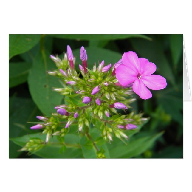 Lone Purple Phlox Bloom (Devant horizontal)