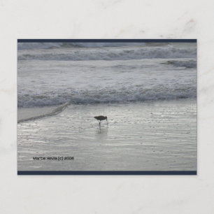 Lone Sandpiper Blue Beach Song™ Postcard