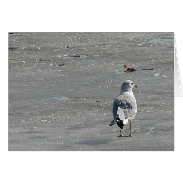 Lone Seagull on River Ice (Front Horizontal)