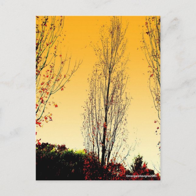 "Lone Sentinel" Postcard (Front)