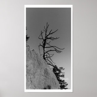 Lone Sky Tree, digital photo by Mark Easton Poster