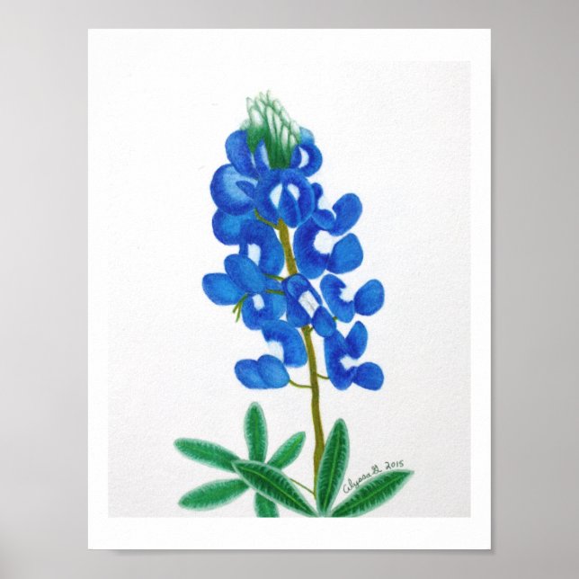 Lone Star Bluebonnet Print (Front)