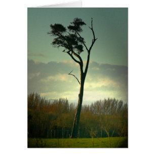 Lone Tree