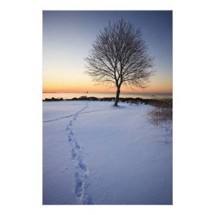 Lone tree in fresh snow at New Castle Common Photo Print