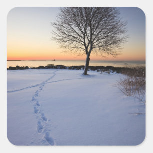 Lone tree in fresh snow at New Castle Common Square Sticker