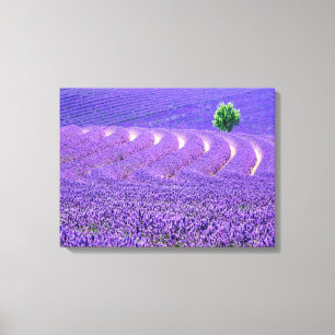 Lone tree in Lavender Field, France Canvas Print
