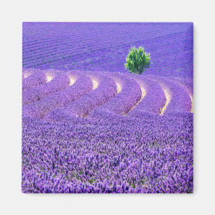 Lone tree in Lavender Field, France Magnet