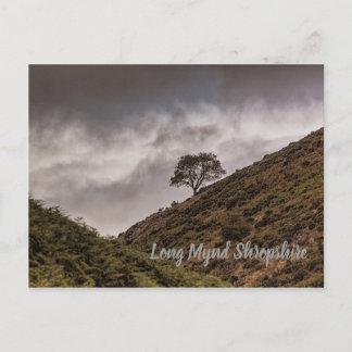 Lone Tree Long Mynd Shropshire Postcard