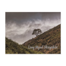 Lone Tree Long Mynd Shropshire