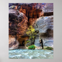 Lone Tree Zion National Park Virgin River Photo