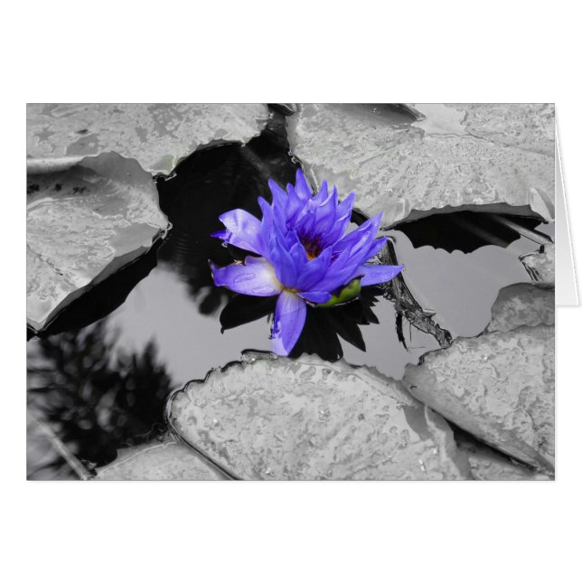 Lone Water Lily (Devant horizontal)