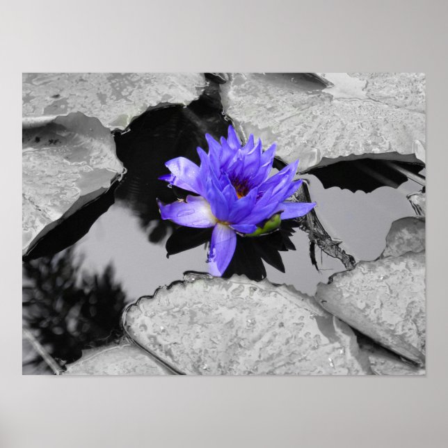 Lone Water Lily Poster (Front)