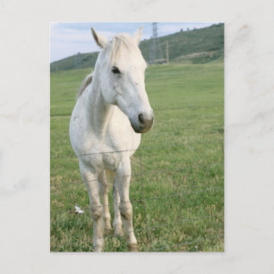 Lone White Horse Postcard