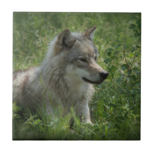 Lone Wolf Grey Wolfs Grey Wolves Real Photo Tile