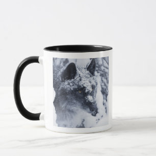 Lone wolf in snow mug
