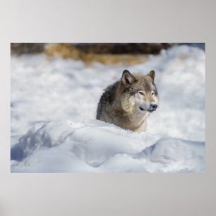 Lone Wolf in Snow Poster