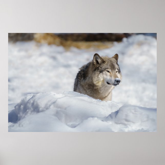 Lone Wolf in Snow Poster (Front)