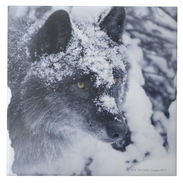 Lone wolf in snow tile (Front)