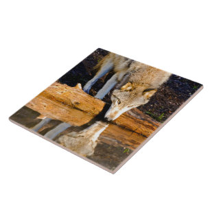 Lone Wolf Reflection in Pond Tile