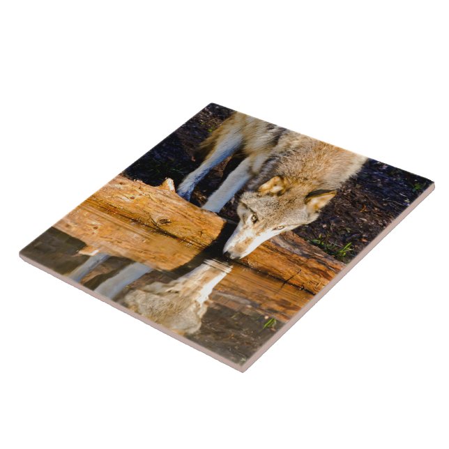 Lone Wolf Reflection in Pond Tile (Side)