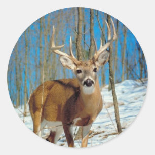 Loneley Reindeer Classic Round Sticker