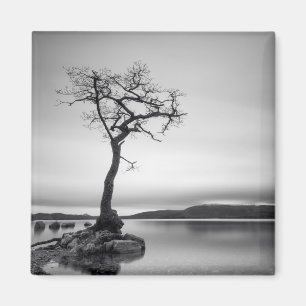 Lonely Bare Tree Magnet