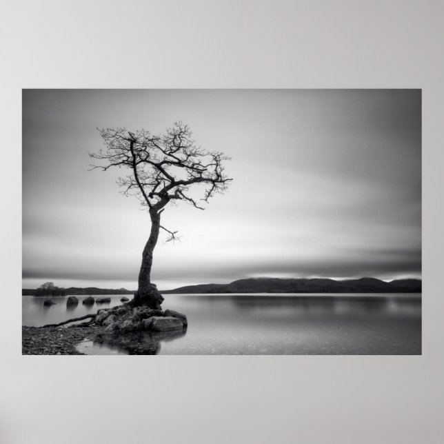Lonely Bare Tree Poster (Front)