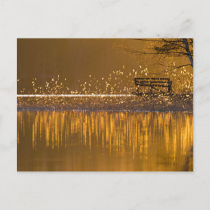 Lonely bench by the lake in the golden light postcard