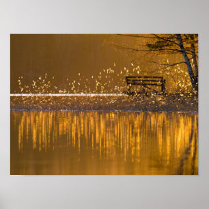 Lonely bench by the lake in the golden light poster