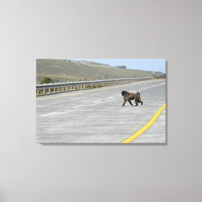 Lonely Chacma baboon crossing highway road Canvas Print (Front)